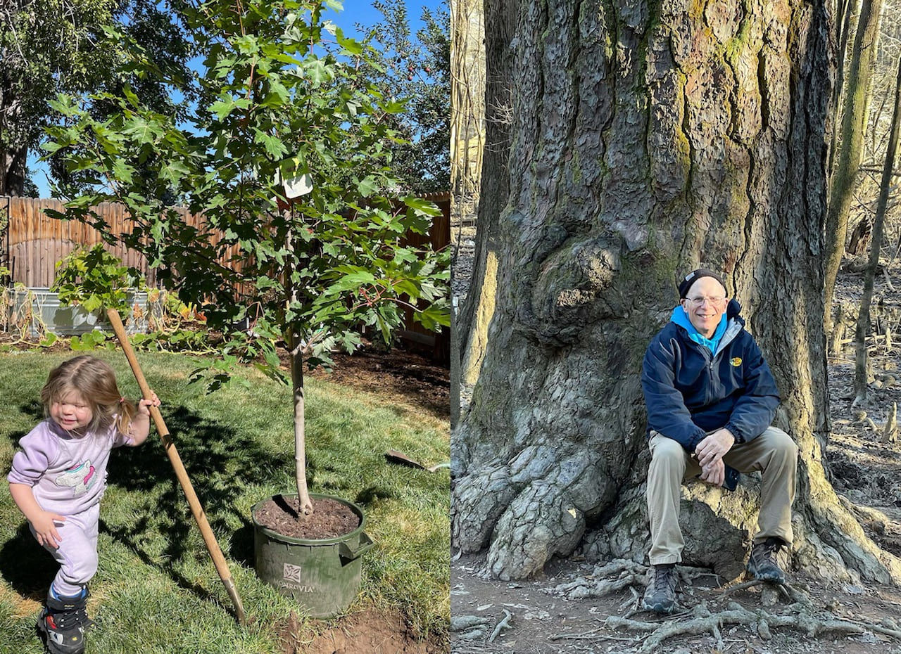 Denver Tree Planting